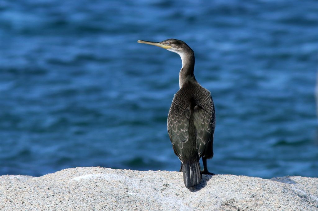 Marangone dal ciuffo (Phalacrocorax aristotelis)